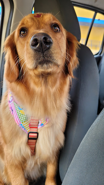 Foto 2 Clínica Veterinária LatVet