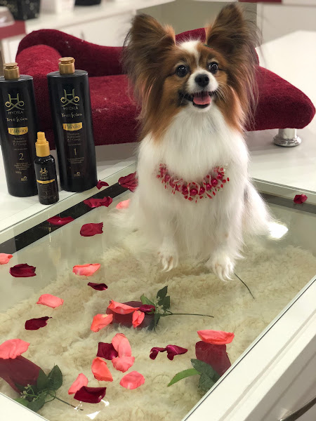 Clínica Veterinária Santa Catarina