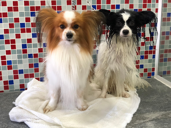 Foto 1 Clínica Veterinária Santa Catarina