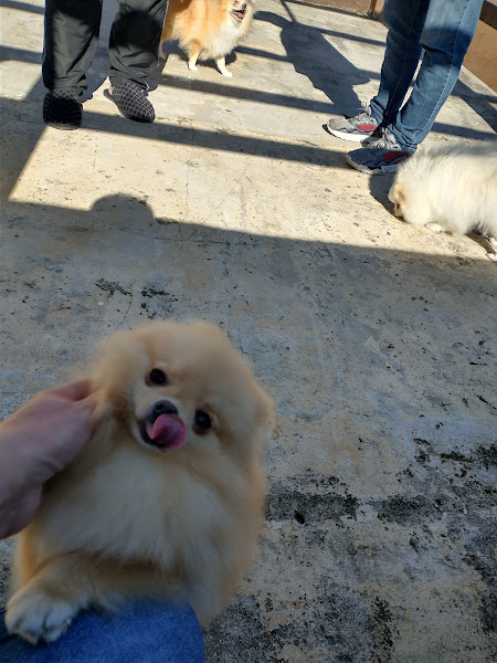 Clínica Veterinária Petit Chien