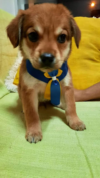 Foto 1 Clínica Veterinária Petit Chien