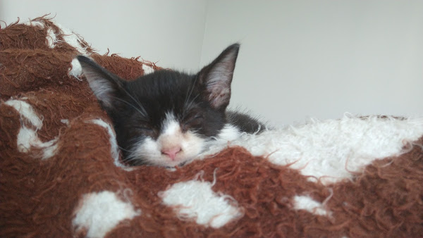 Foto 2 Clínica Veterinária Petit Chien