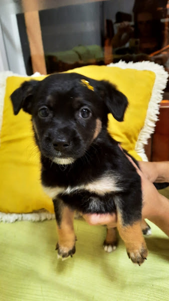 Foto 3 Clínica Veterinária Petit Chien