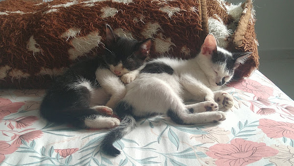 Foto 4 Clínica Veterinária Petit Chien