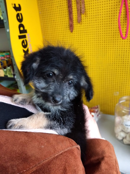 Clínica Veterinária Canigatti