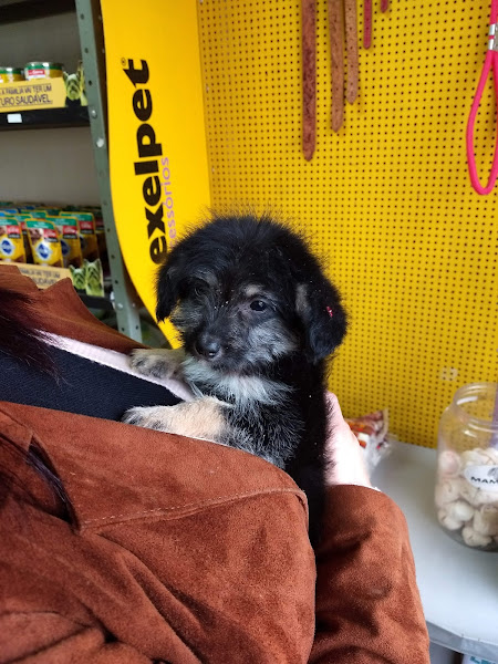 Foto 1 Clínica Veterinária Canigatti