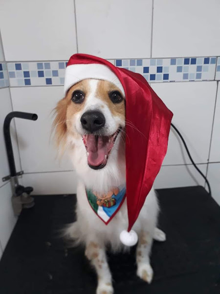 Foto 1 Clinica Veterinária LaSantéVet