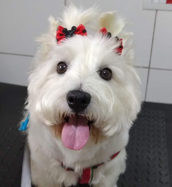 Foto 2 Clinica Veterinária LaSantéVet