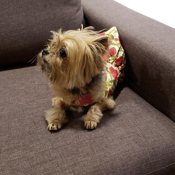 Foto 1 Clínica Veterinária Nossa Senhora da Luz