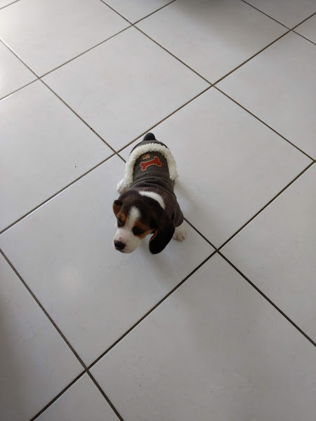 Foto 2 Clínica Veterinária Nossa Senhora da Luz