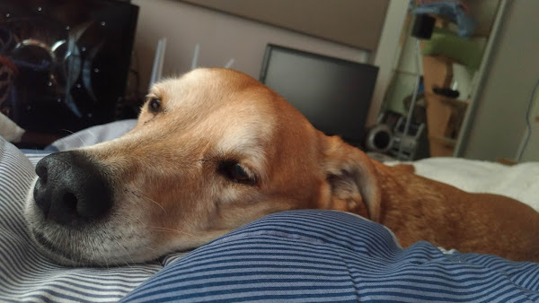 Dog Gato Clínica Veterinária