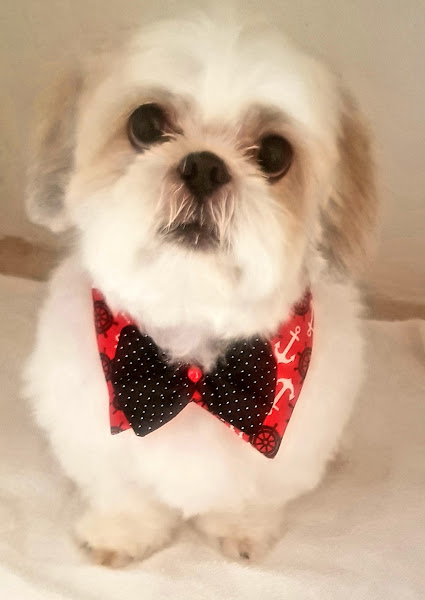 Foto 2 Dog Gato Clínica Veterinária