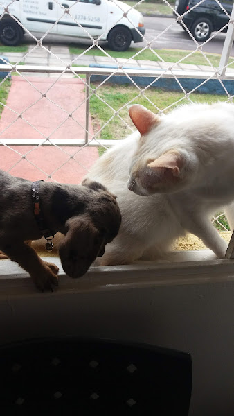 Foto 3 Dog Gato Clínica Veterinária