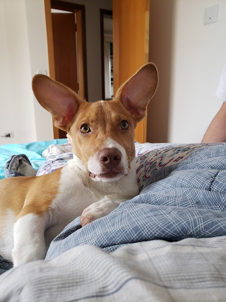 Clínica Veterinária Petclin