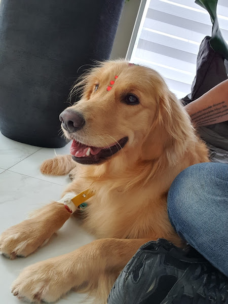 Foto 4 Animal Clinic Bacacheri - Hospital Veterinário 24h