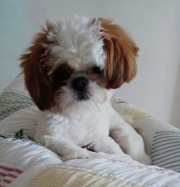 Foto 1 Clínica Veterinária Med Cão