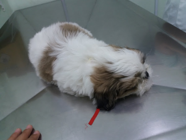 Foto 1 Clínica Veterinária Silvestre