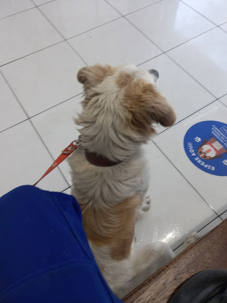 Foto 2 Clínica Veterinária Silvestre Foto 2 Clínica Veterinária Silvestre