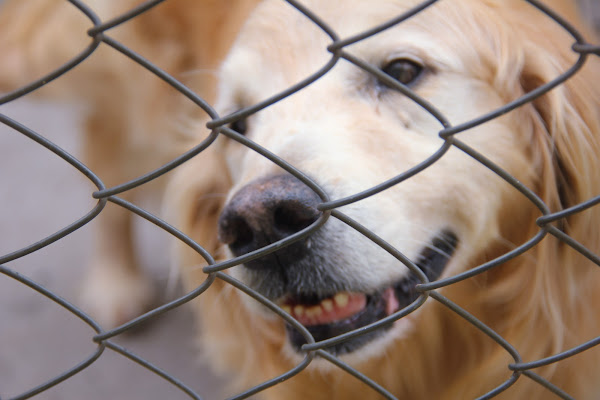 Foto 2 Clínica Veterinária Pedigree