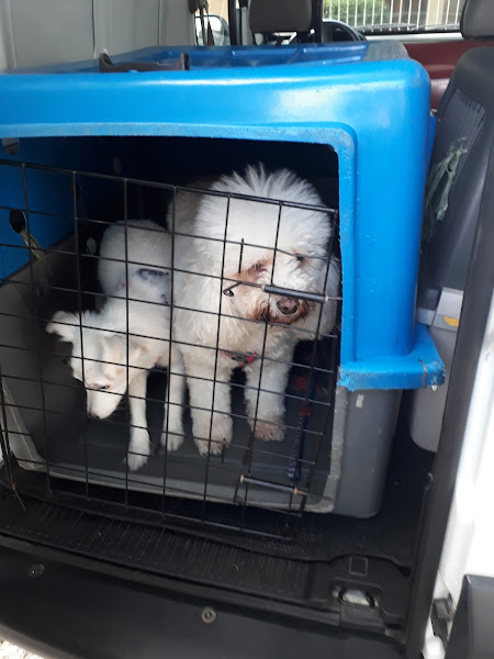 Foto 4 Clínica Veterinária Pedigree