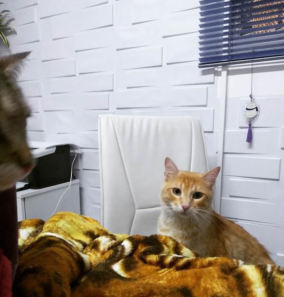 Clinifel Clínica Veterinária