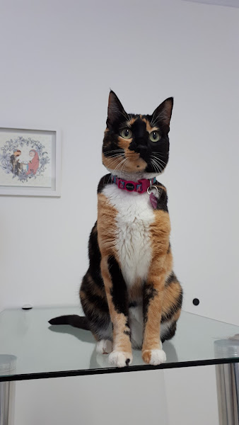 Foto 1 Clinifel Clínica Veterinária