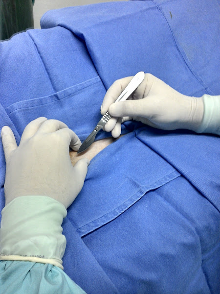 Foto 1 FONTANA Clínica Veterinária