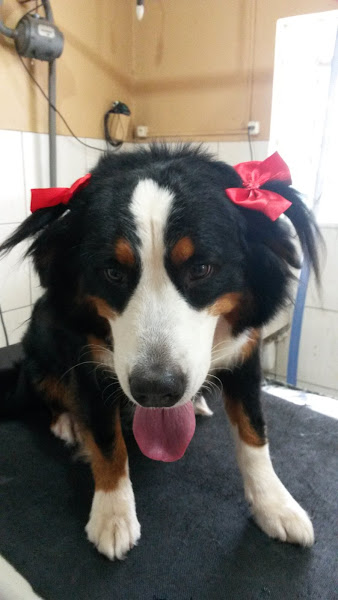 Foto 1 Marbeli veterinaria