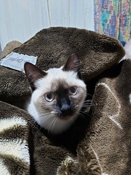 Samivet Clínica Veterinária