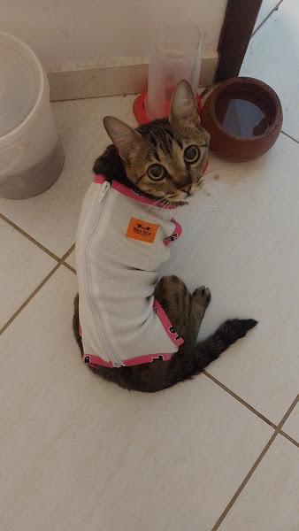 Foto 1 Samivet Clínica Veterinária Foto 1 Samivet Clínica Veterinária