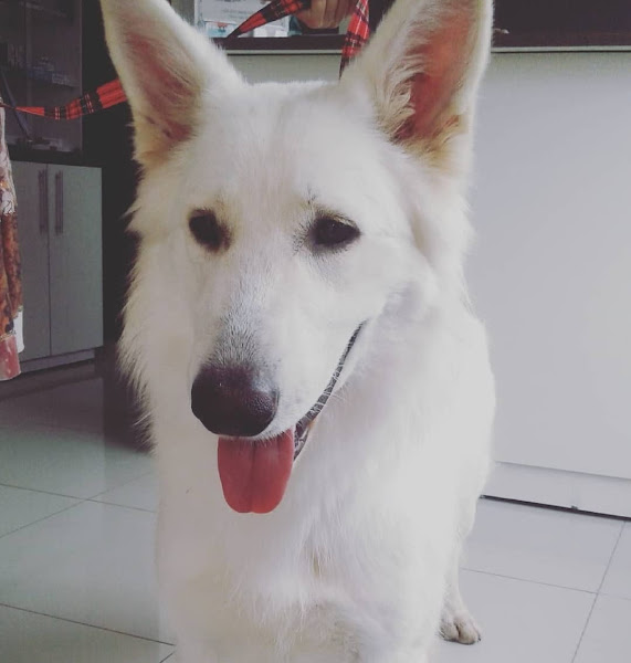 Foto 1 HVA - Clínica Veterinária