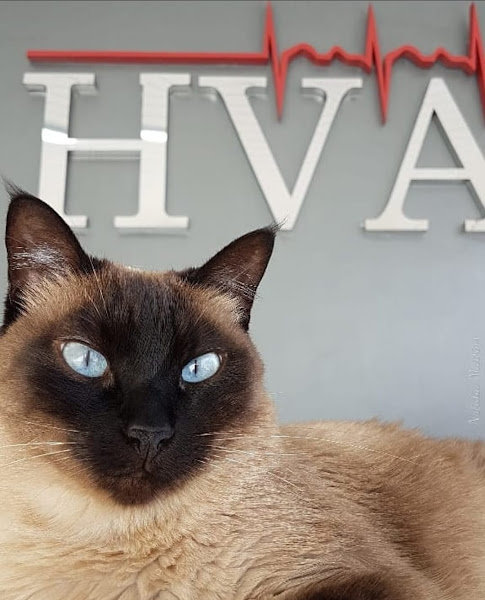 Foto 2 HVA - Clínica Veterinária