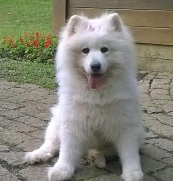 Foto 3 HVA - Clínica Veterinária