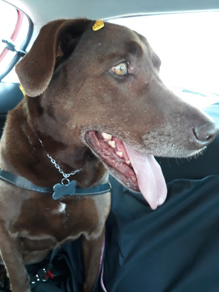 Nugvet Clínica Veterinária