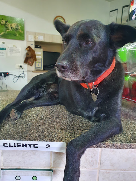 Foto 1 Nugvet Clínica Veterinária