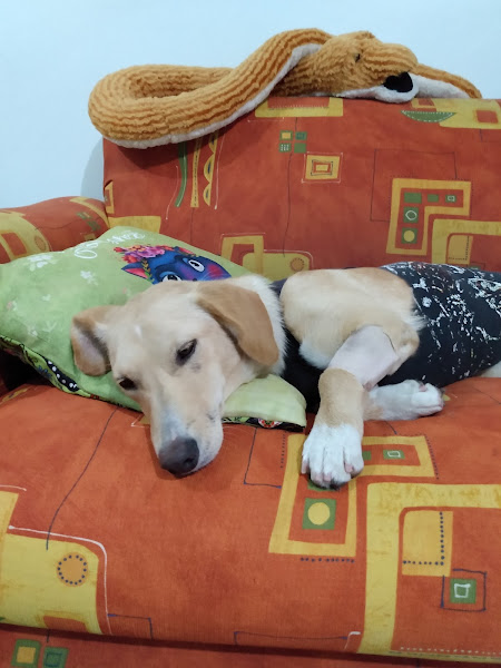 Foto 1 Vetsol Clínica Veterinária