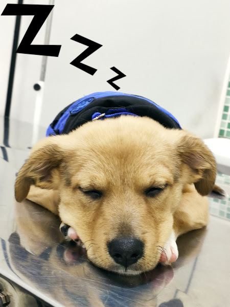 Clínica Veterinária Faro Fino