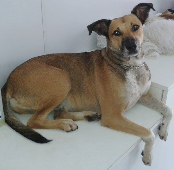 Foto 1 Clínica Veterinária Faro Fino Foto 1 Clínica Veterinária Faro Fino