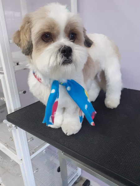 Foto 1 Bicho do Paraná