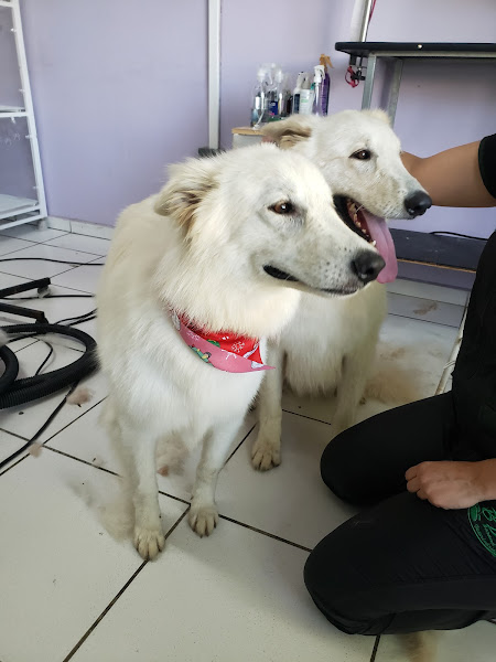 Foto 2 Bicho do Paraná