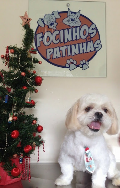 Foto 2 Focinhos e Patinhas Clínica Veterinária