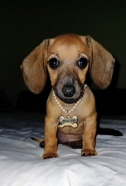 Foto 2 Clínica Veterinária Clinicão