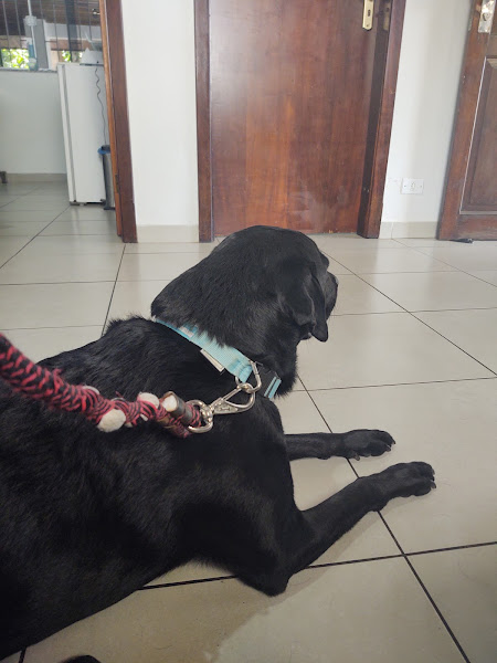 Foto 2 Clínica Veterinária Bigode de Bicho