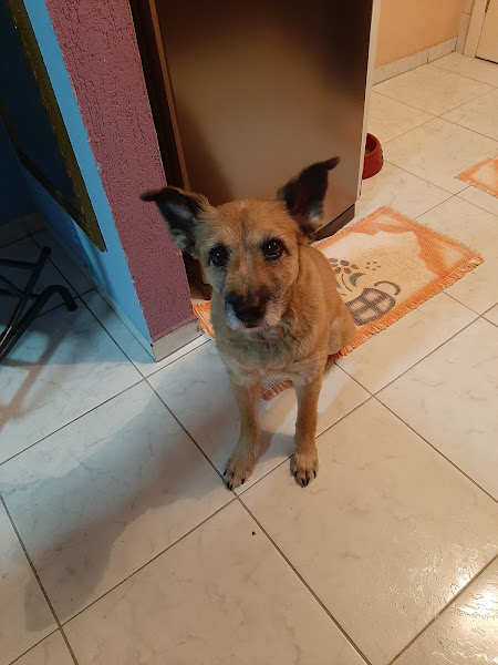 Clínica Veterinária São Lourenço