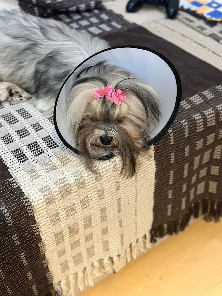 Foto 1 Clínica Veterinária São Lourenço