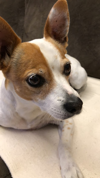 Foto 1 Veterinária Vets