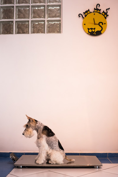 Foto 2 DermaVet for pets - Dermatologia Veterinária