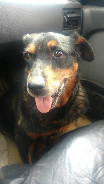 Foto 1 Clínica Veterinária Collie Ltda