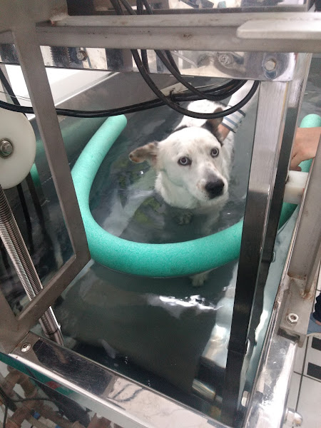 Foto 3 PetClin Centro Médico Veterinário - Dr. César Lunardi