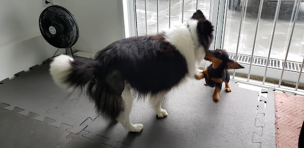 Foto 4 PetClin Centro Médico Veterinário - Dr. César Lunardi